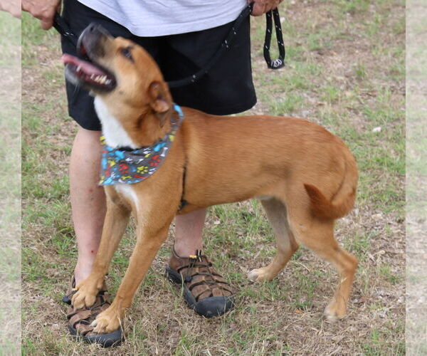Medium Photo #4 Black Mouth Cur-Labrador Retriever Mix Puppy For Sale in Bandera, TX, USA