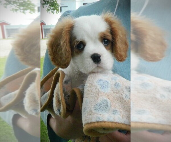 Medium Photo #3 Cavalier King Charles Spaniel Puppy For Sale in CLARE, MI, USA