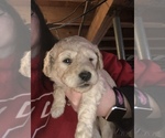 Small Photo #1 Poodle (Standard) Puppy For Sale in BEVERLY, OH, USA