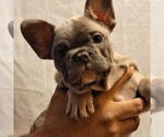 Small Photo #9 French Bulldog Puppy For Sale in PERRIS, CA, USA