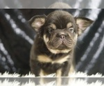 Small Photo #5 French Bulldog Puppy For Sale in WARSAW, IN, USA