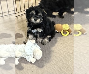 Shih-Poo Puppy for sale in GLOUCESTER, VA, USA