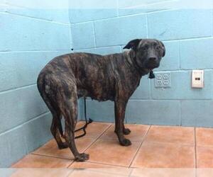 Mutt Dogs for adoption in Downey, CA, USA