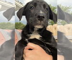 Small #1 Australian Shepherd-Great Pyrenees Mix