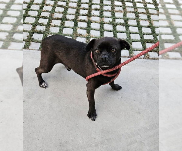 Medium Photo #7 Pug-Unknown Mix Puppy For Sale in Newport Beach, CA, USA