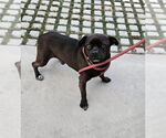Small Photo #7 Pug-Unknown Mix Puppy For Sale in Newport Beach, CA, USA