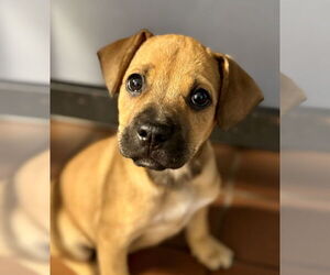 Labrador Retriever-Unknown Mix Dogs for adoption in Jefferson, NJ, USA