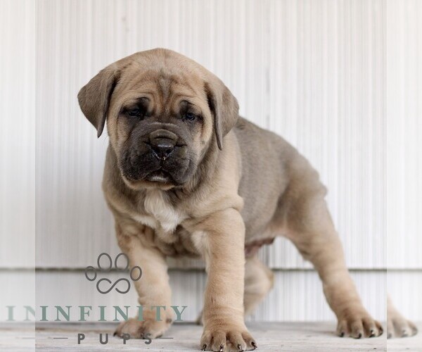 Medium Photo #5 Cane Corso Puppy For Sale in LANCASTER, PA, USA
