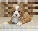 Small #2 Bernedoodle (Miniature)-Cavapoo (Miniature) Mix