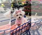 Small #4 Maltese