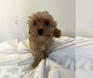 Cavapoo Puppy for sale in KALAMAZOO, MI, USA