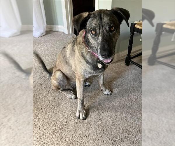 Medium Photo #1 Labrador Retriever-Unknown Mix Puppy For Sale in Pasadena, TX, USA