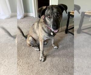 Labrador Retriever-Unknown Mix Dogs for adoption in Pasadena, TX, USA