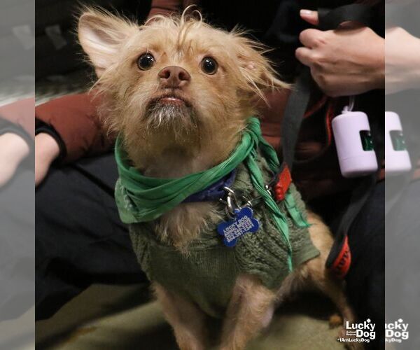 Medium Photo #2 Chihuahua-Unknown Mix Puppy For Sale in Washington, DC, USA