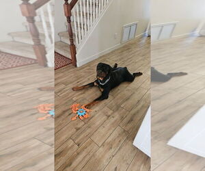 Rottweiler Dogs for adoption in Gilbert, AZ, USA