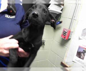 Labrador Retriever Dogs for adoption in Tulsa, OK, USA