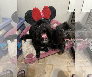 Teddy & Bear 2 - Male Shih Tzu-Unknown Mix Dog for Adoption - Photo #2
