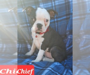 Boston Terrier Puppy for sale in POMEROY, OH, USA