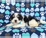 Small Photo #4 Miniature Bernedoodle Puppy For Sale in OXFORD, PA, USA