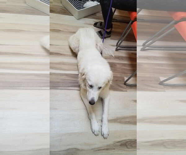 Medium Photo #16 Great Pyrenees Puppy For Sale in Houston, TX, USA