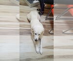 Small #15 Great Pyrenees