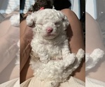 Small Photo #12 Poodle (Toy) Puppy For Sale in MURRIETA, CA, USA