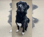 Small #10 Labrador Retriever Mix