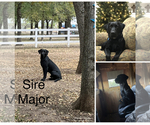 Small Photo #1 Labrador Retriever Puppy For Sale in DECATUR, TX, USA