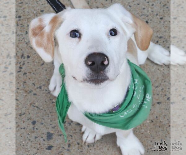 Medium Photo #5 Basset Hound-Unknown Mix Puppy For Sale in Washington, DC, USA
