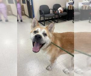 Akita-Unknown Mix Dogs for adoption in Sugar Land, TX, USA