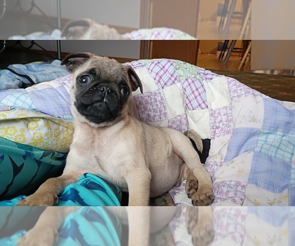 Medium Photo #1 Pug Puppy For Sale in SAINT PAUL, MN, USA