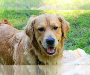 Father of the Golden Retriever puppies born on 04/23/2022