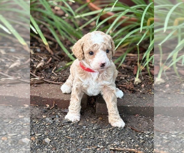 Medium Photo #2 Goldendoodle (Miniature) Puppy For Sale in SAINT MARYS, KS, USA