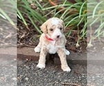 Small #1 Goldendoodle (Miniature)