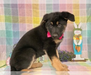 German Shepherd Dog Puppy for sale in LANCASTER, PA, USA