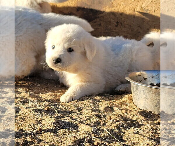 Medium Photo #7 Great Pyrenees Puppy For Sale in KINGMAN, AZ, USA