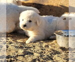 Small #6 Great Pyrenees