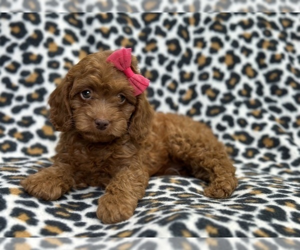 Medium Photo #6 Cavapoo Puppy For Sale in LAKELAND, FL, USA