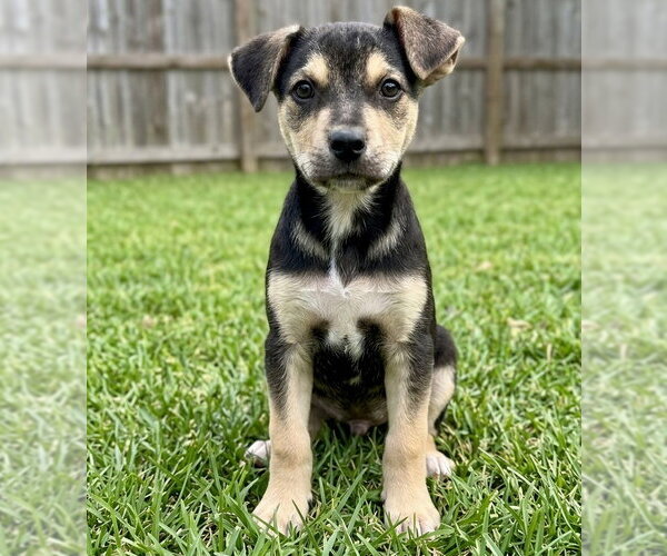 Medium Photo #3 German Shepherd Dog-Unknown Mix Puppy For Sale in Grovertown, IN, USA