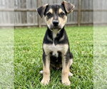 Small #2 German Shepherd Dog Mix