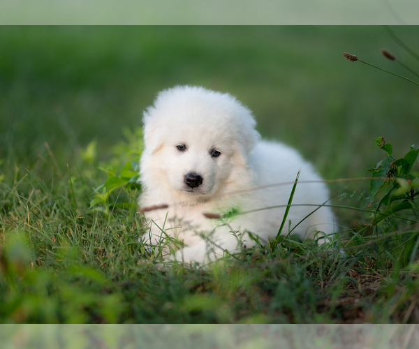 Medium Photo #10 Maremma Sheepdog Puppy For Sale in CONWAY, MO, USA