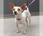 Small #1 Chihuahua Mix