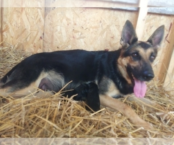 Medium Photo #1 German Shepherd Dog Puppy For Sale in CLOVERDALE, IN, USA