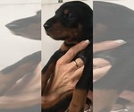 Small Photo #7 Doberman Pinscher Puppy For Sale in CORONA, CA, USA