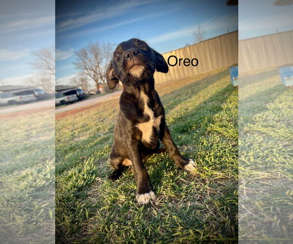 Medium Photo #1 Mutt Puppy For Sale in NEWPORT NH, NH, USA