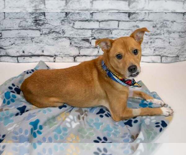 Medium Photo #4 Mutt Puppy For Sale in Kennesaw, GA, USA