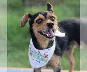 Fox Terrier (Toy)-Unknown Mix Dogs for adoption in San Antonio, TX, USA