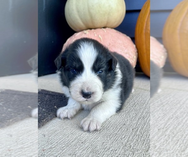Medium Photo #4 Australian Shepherd Puppy For Sale in LODA, IL, USA