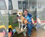 Small #1 Labrador Retriever Mix