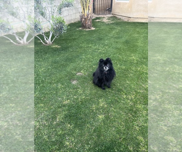 Medium Photo #1 Pomeranian Puppy For Sale in BAKERSFIELD, CA, USA